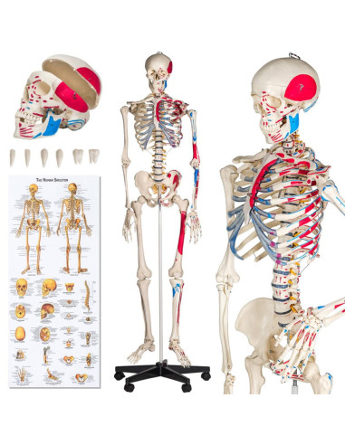Corps humain en squelette 180 cm squelette grandeur